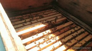 Пчелы не идут на магазин. Что делать?!