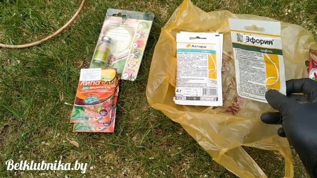 Клещ! ? ? ? Клубника! Химия! Belklubnika.by.mp4 смотреть онлайн