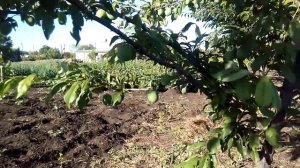 Слива-алыча. Генерал и Озарк Премьер. 11 июня 2016 г.