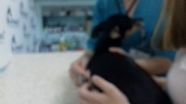 Заболела Сара. Ездили в ветклинику. смотреть онлайн