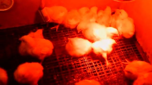 Иза Хаббард Ф-15,нам ровно 7 дней! смотреть онлайн