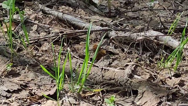 Тихая охота. Сморчки смотреть онлайн