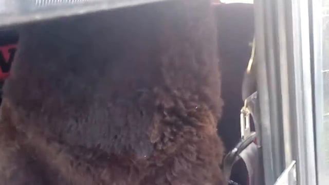 Авто чехол с подголовником смотреть онлайн