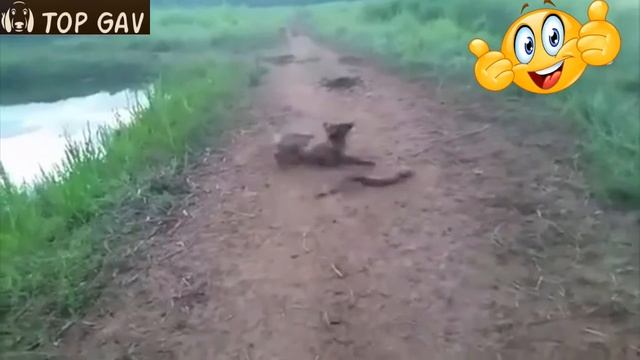 Реакция собаки укусившей электрического угря смотреть онлайн