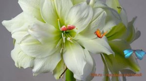 Амариллис махровый Мэрилин (amaryllis marillin) ? обзор: как сажать, луковицы амариллиса Мэрилин