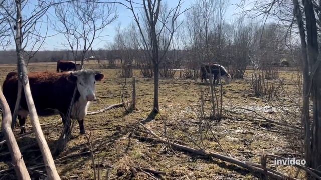 Держу ответ за грязных коров #герефорд #корова #cow #animal #животные #ответ #мясо #скот #ферма #кф смотреть онлайн