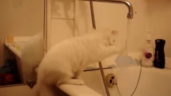 Котенок моется под краном.