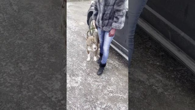 стаффордширский терьер (молоденький) смотреть онлайн