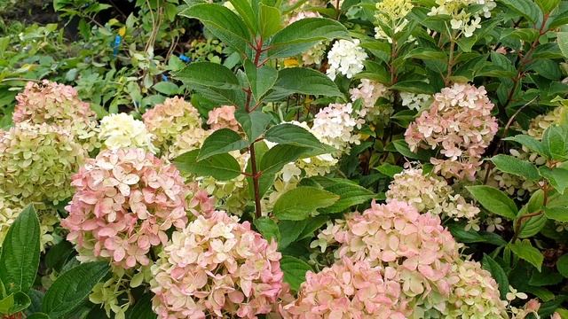 Компактный сорт хамелеон. Гортензия метельчатая Уайтлайт смотреть онлайн