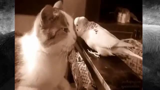 Кот игнорирует но попугайчик не понял его!!! смотреть онлайн
