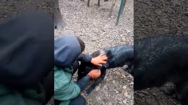 Канадские волки смотреть онлайн