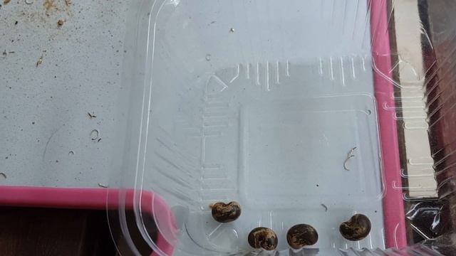 Как вырастить баобаб из семян ??