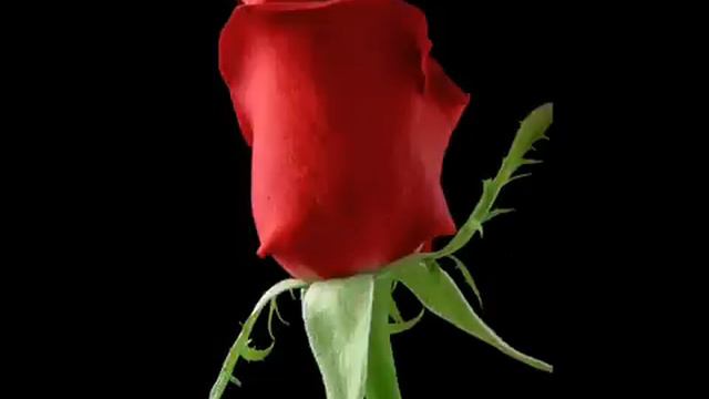 Ozodbek 2010 gul.wmv.mp4 смотреть онлайн