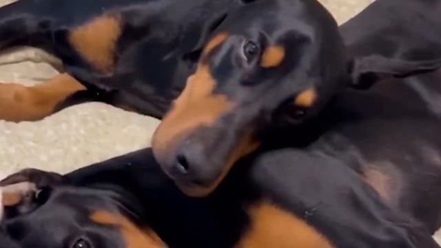 Самые Умные Породы Собак в Мире