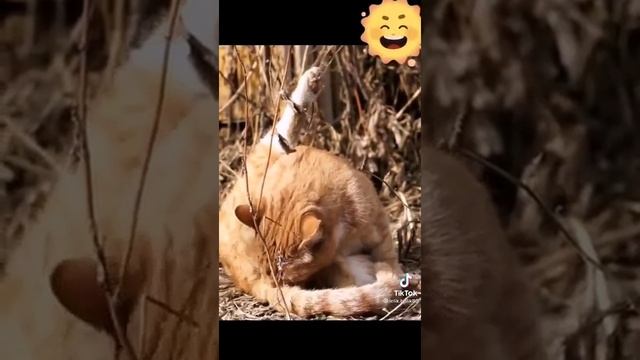 Кот.mp4