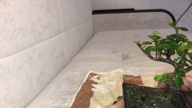 01 Эксперимент. Бонсай из крассулы смотреть онлайн