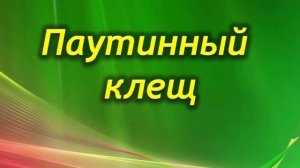 Как бороться с вредителями пеперомии? Вредные насекомые на растении.