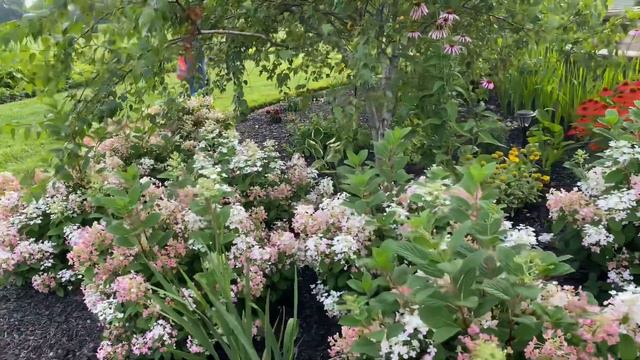 July Garden Tour: Feeding The Roses And Putting General Fertilizer #gardentour смотреть онлайн