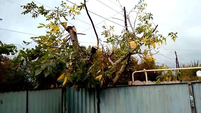 Грецкий орех. Обрезка, утилизация, колка орехов. Самодельный орехокол смотреть онлайн