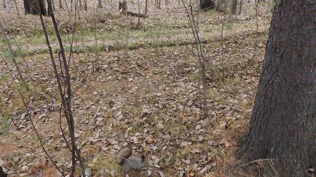 "Белка и поползень." Архив. смотреть онлайн