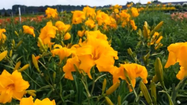 Best Perennials - Hemerocallis Double Crown (Daylily)