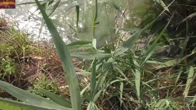 Рыбалка в Болгарии. Ловля рыбы Солнечный берег. смотреть онлайн