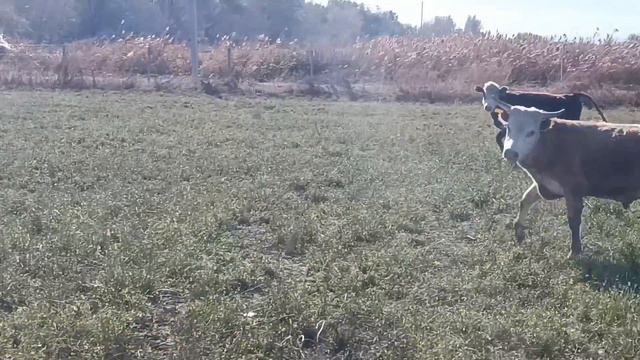 Бычки на продажу 1.5 годовалые Алматы. 120 голов Мерке 87058852222
