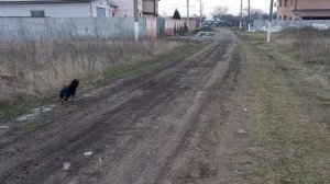 Щенок немецкой овчарки. Азы воспитания.