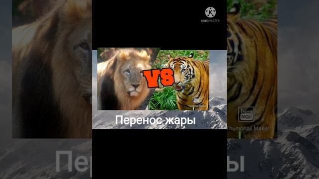 Индокитайский тигр против азиатского льва! смотреть онлайн