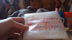 Что нужно для появления Басика 😙😙😚😚