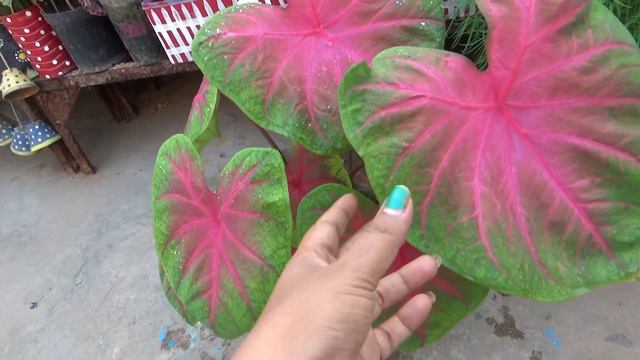 Caladium || Colourful & Shade Loving Plant || Grow & Care || Flowers In Caladium