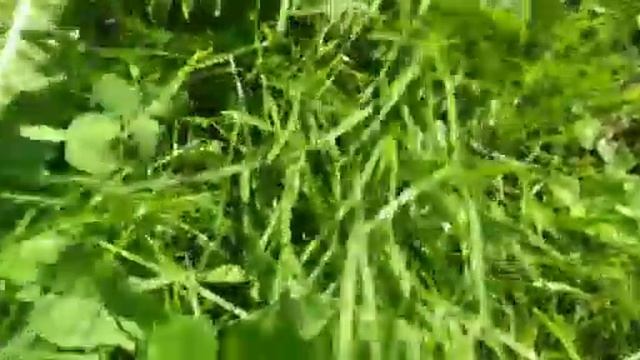 ЗАГОТОВКА/морские свинки/четыре свина