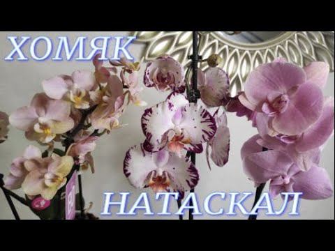 №334/ Ох и НАКУПИЛА!!! ХОМЯК натаскал...