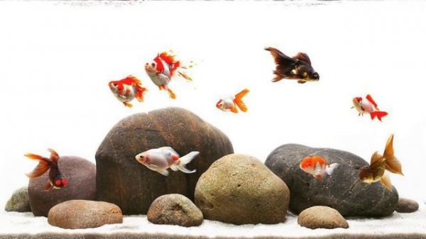 ADG (США) - короли аквадизайна и акваскейпинга, 1-я серия