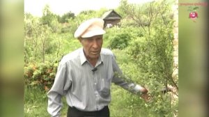 Где посадить войлочную вишню? #urozhainye_gryadki