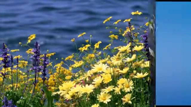 ВИДЕО "КАЛИНЫ КУСТ". смотреть онлайн