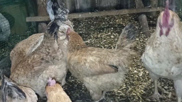 Павловское золото и ЦарскоСельская породная группа смотреть онлайн