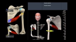 Анатомия. Большой круглой мышцы. Функции, начало, крепление