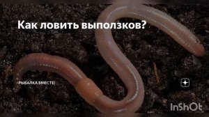 Как найти и поймать выползков. Как разводить выползков.