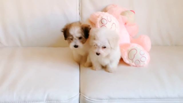 Flipagram - februar 17, 2016 смотреть онлайн