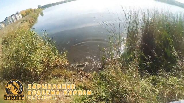 Зарыбление водоема карпом 23.09.2018 смотреть онлайн