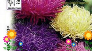 Астра китайская Краллен. Краткий обзор, описание характеристик callistephus chinensis