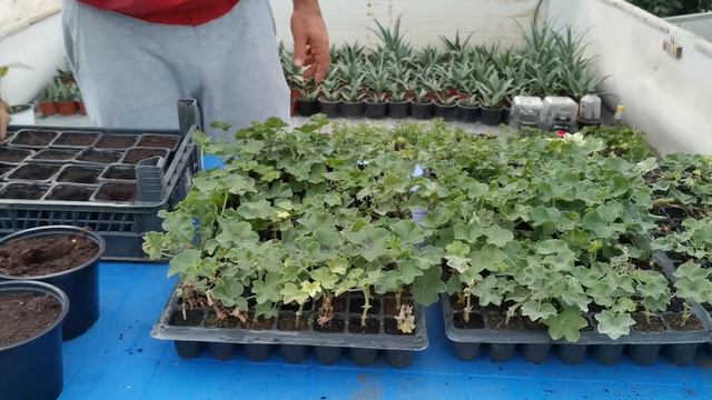 MUSCATE SI GAROFITE, REZULTATELE OBȚINUTE ÎN URMA BUTASIRII смотреть онлайн