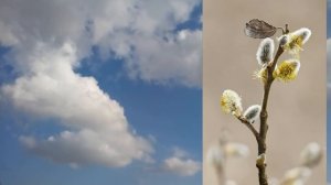 ОБЯЗАТЕЛЬНО! Три важных дела, которые нужно сделать в Вербное воскресенье!