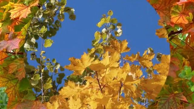 Л. ВЕЛИКАНОВА Белая березонька смотреть онлайн