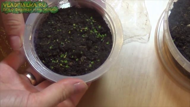 Как вырастить петунию из семян 2. Первые всходы смотреть онлайн