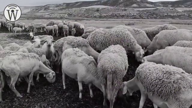 Martha Reyes/El Pastor смотреть онлайн