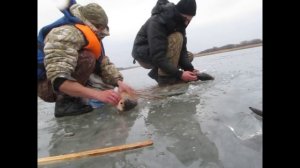 Зимняя рыбалка снимаем сети  - карп, зеркальный, сазан. fishing with nets.