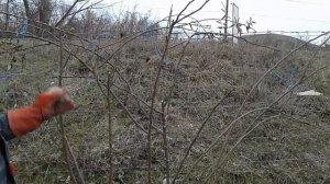 обрезка плетистой розы, вариант 2, питомник роз Полины Козловой, rozarium.biz