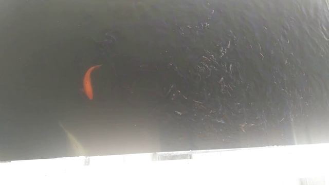 Рыбки в отеле "Сочи Парк" смотреть онлайн